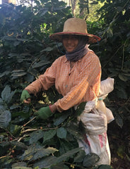 Myanmar-Ngu-Shweli-Estate-farm-coffee-cherry-picking