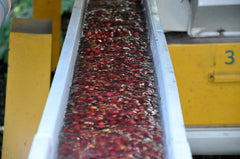 washed coffee process - coffee beans 