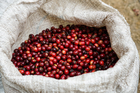 coffee cherries in hessian sack, harvest, coffee, tanzania