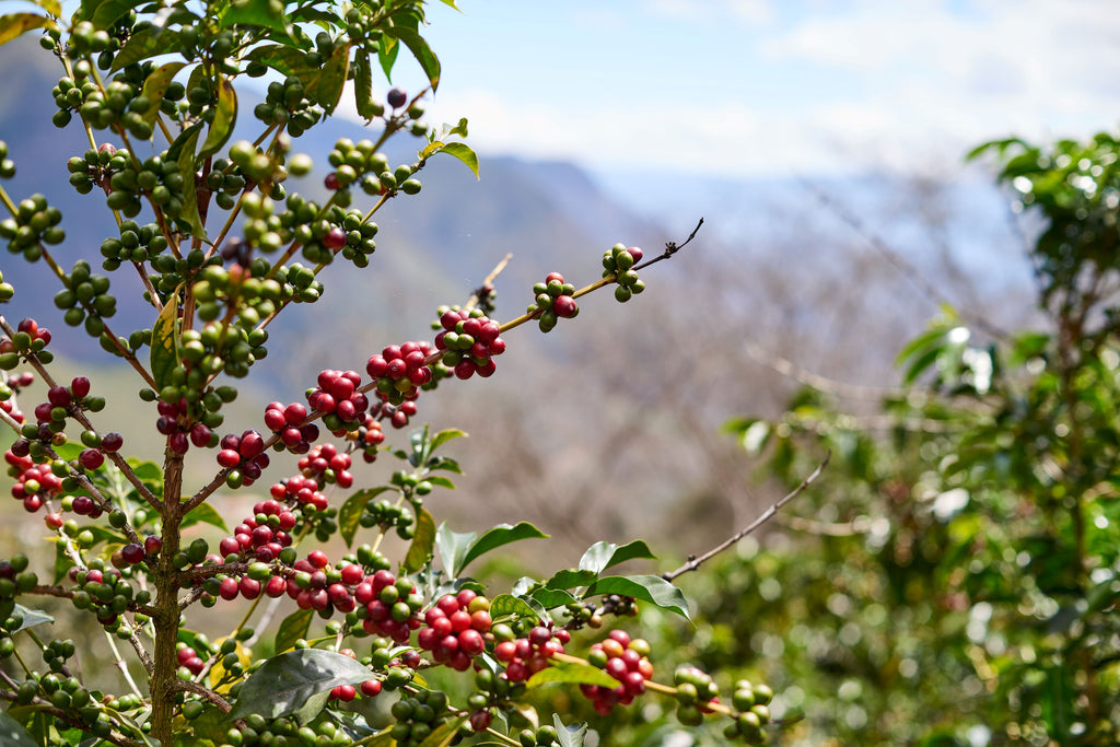 coffee plant zimbabwe coffee beans