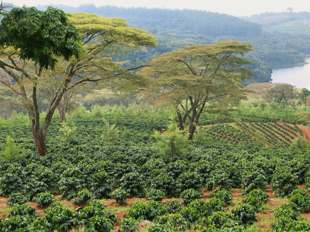 Zimbabwe coffee beans - coffee farm - coffee blog