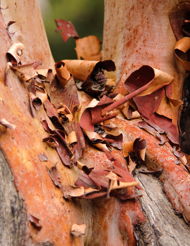 Sandalwood Bark Chipped from tree