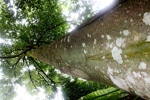 Aquilaria tree