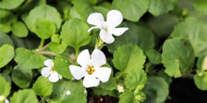 REAL NOOTROPIC BACOPA