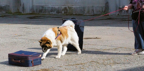 Palomine Lines Testimonials | tracking line dog leash, long line dog leads, BioThane dog training leashes