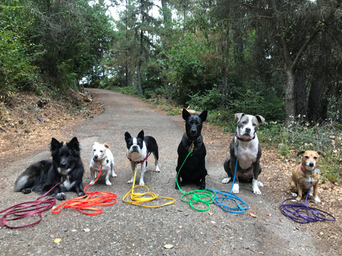 Palomine Lines Testimonials | BioThane dog leash reviews, custom BioThane training leads, made in USA BioThane leashes