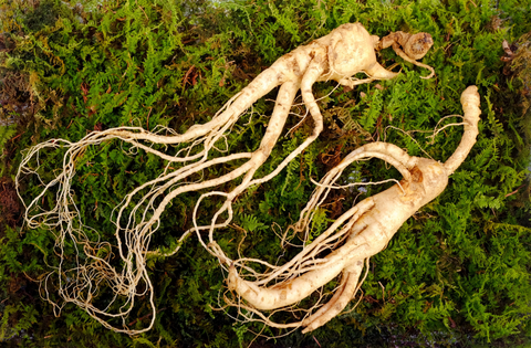 Ginseng-to-boost-energy-levels-and-vitality-naturally-natureal