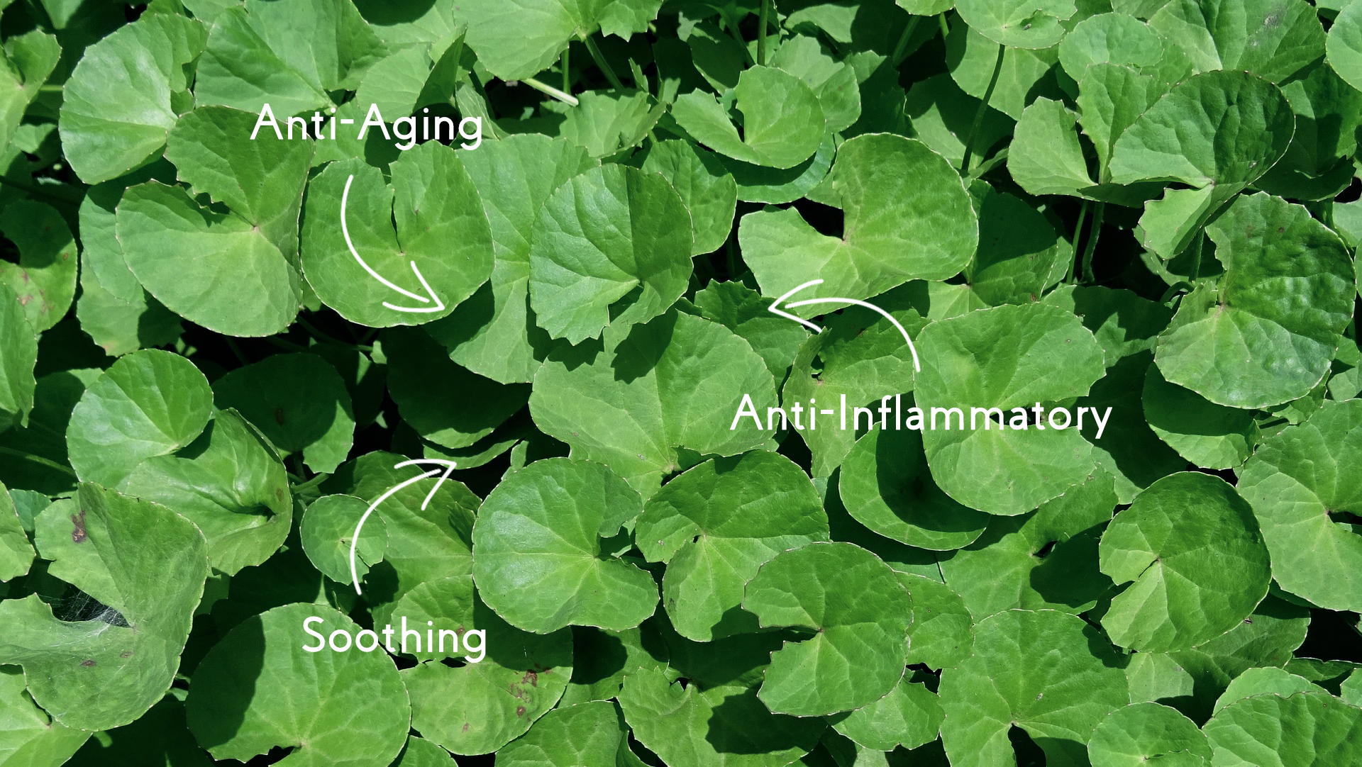 Centella Asiatica | DERMABELL