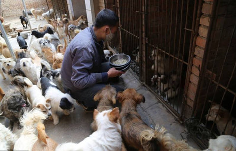 Stray puppies' home