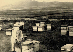 colony honeymeisters beekeeping jansen