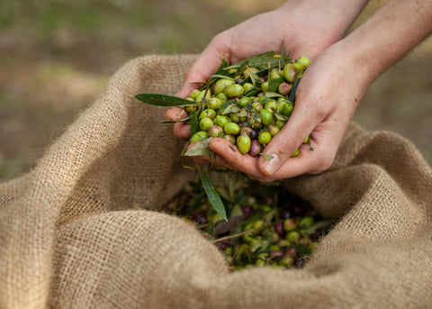 récolte olives KALIOS