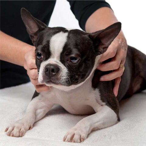 Dog getting calming aromatherapy massage