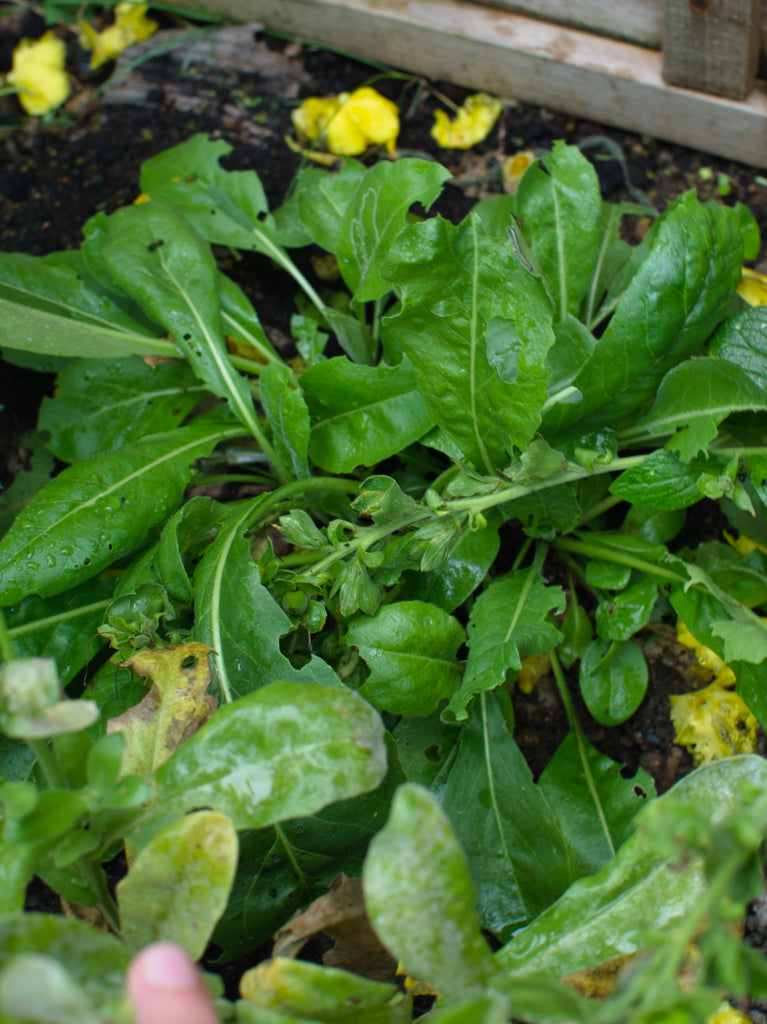 Woad in the garden