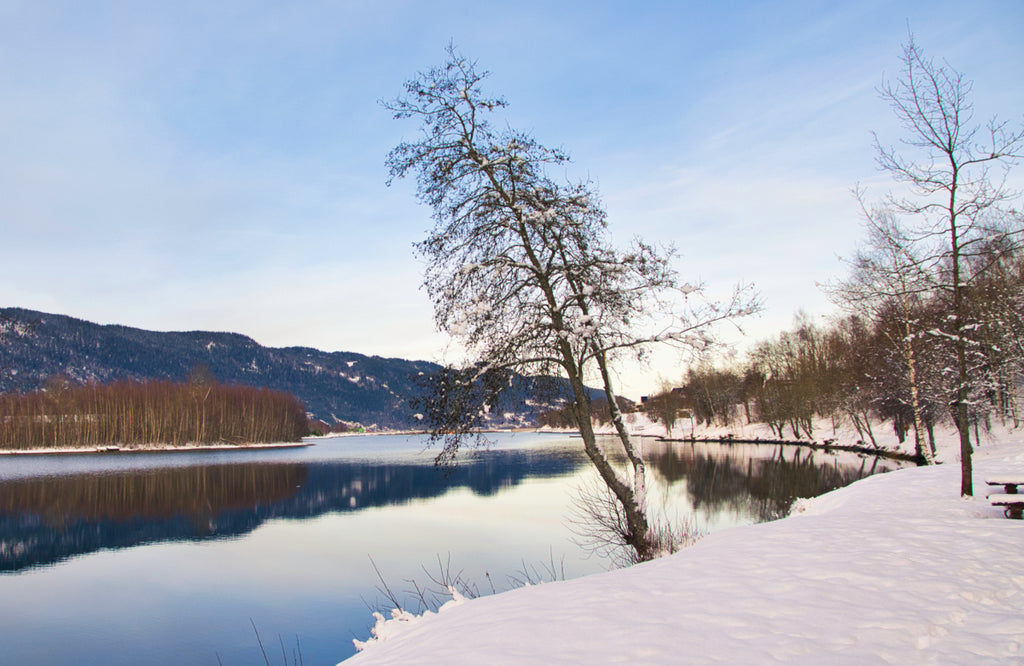 Alder tree by the fjord