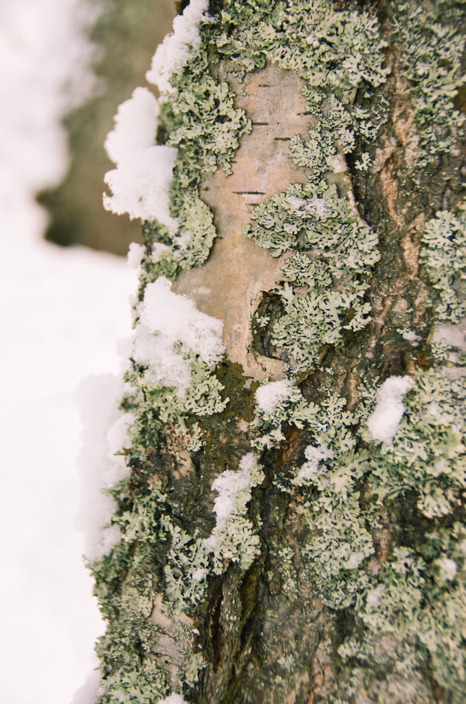 Snow on lichen on a birch tree
