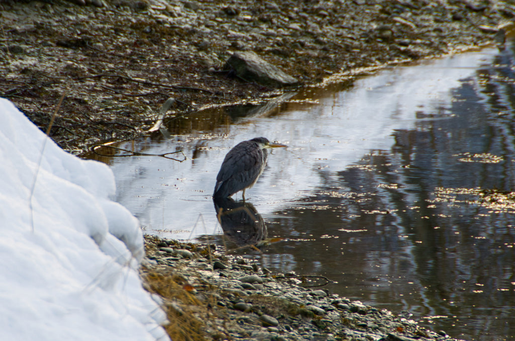 Striated heron