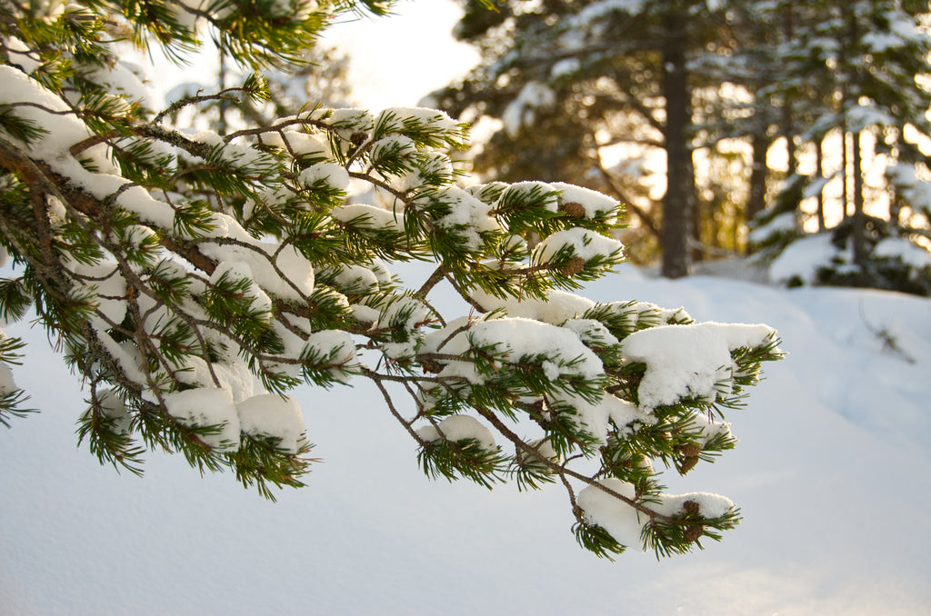 Sunlight on snowy pine branches