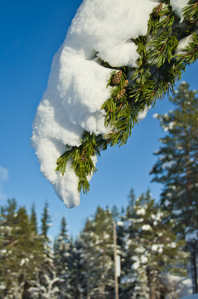 Snowy pine with blue skies