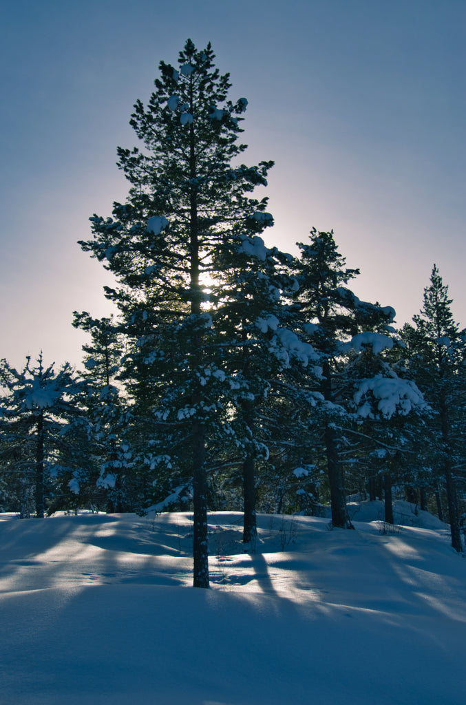 Sunlight through wintry trees