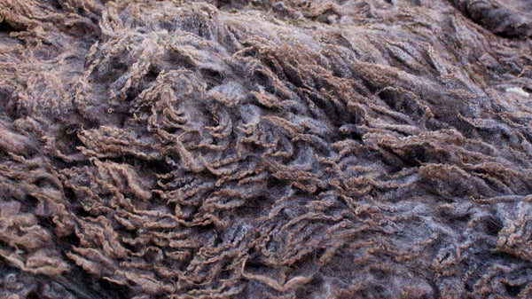 BFL x Shetland/Romney fleece