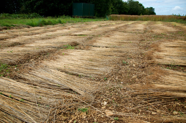 Flax retting in the field