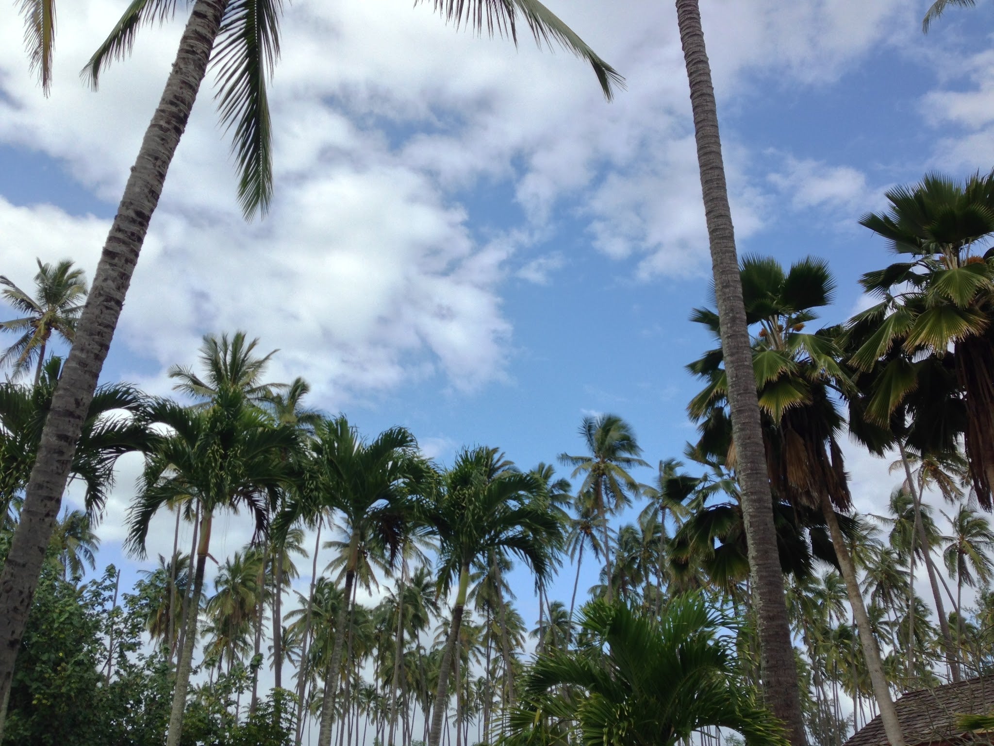 Palm trees across blue skies in Lihue, Hawaii