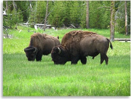 grass-fed bison eating grass photo