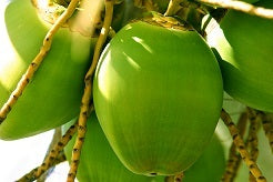 picture of coconut cluster hanging on a coconut palm tree and nourished by the sap