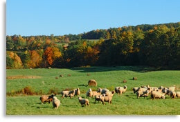 Grass-fed Lamb from Wisconsin