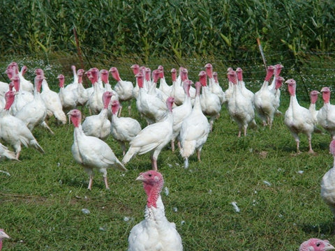 Picture of our Organic Pastured Free Range Turkeys raised on Cocofeed with no soy by family farmers in Wisconsin during the summer
