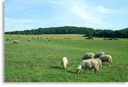 Grass-fed Lamb from Wisconsin