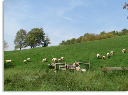 Grass-fed Lamb
