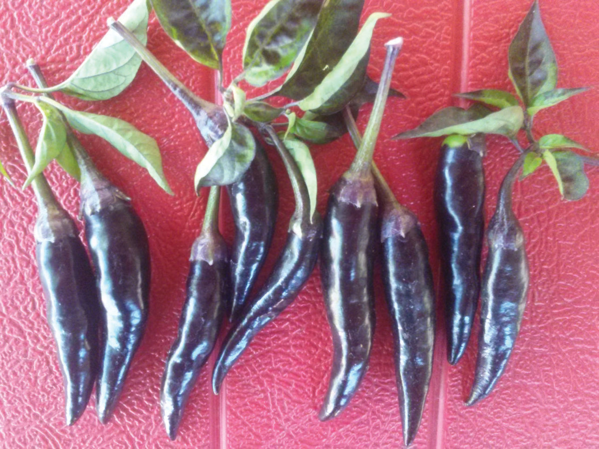 purple peppers