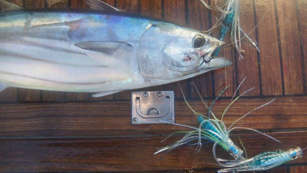 Tuna hooked and landed using a scented chain of lures.