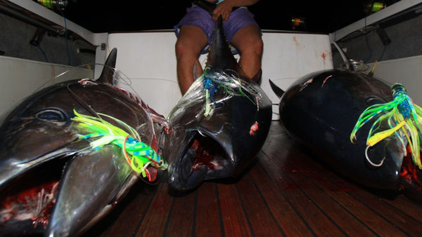 Hookup of Blue fin Tuna taken using lights and glowstick scented trolling lure.