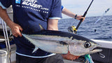 Albacore Season on scented lure.