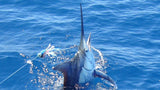 Blue Marlin caught by a Scent Blazer trolling lure.