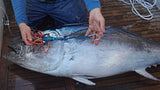 Bluefin Tuna.