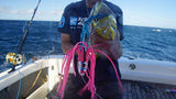 Mahi-Mahi love pink skirted lures.