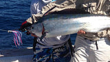 Scent Blazer pink lure hooked a baby marlin.