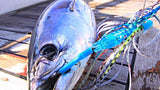 Skipjack Tuna landed on the back of a trolling boat.