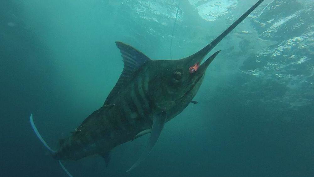 Photo of a marlin kissing a pink trolling lure.