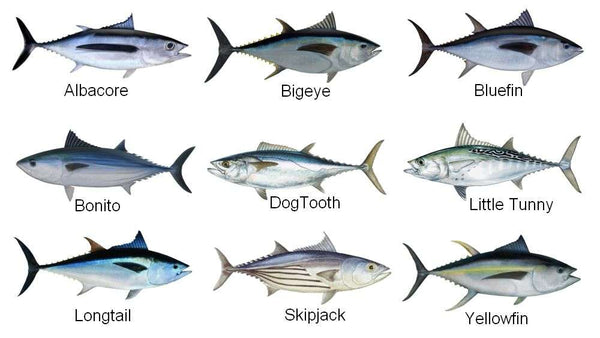 Many types of Tuna Albacore Bluefin Bigeye Longtail Skipjack Dogtooth and Yellowfin Tuna.