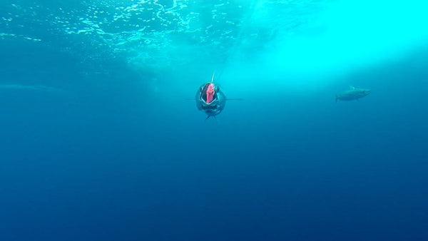 Underwater hookup of a tuna taking a scented skirted trolling lure.