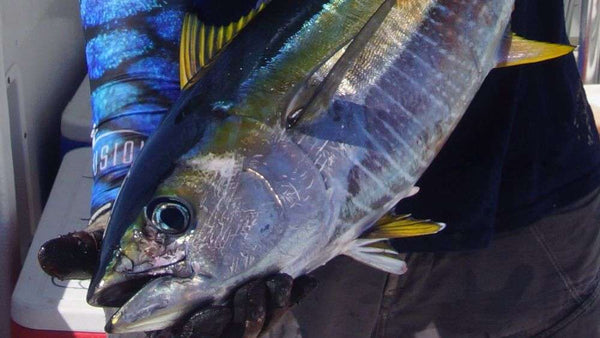 Yellowfin Tuna.