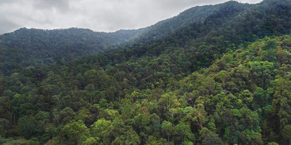Unspoilt Sumatra Rainforest