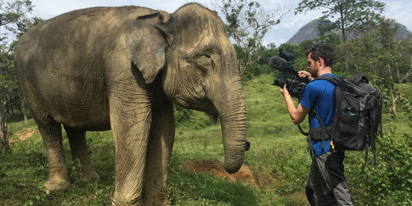 Meeting giants at Lahat Elephant Sanctuary