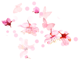 Butterfly Sakuras