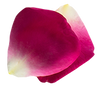 Overlapping Rosa Rose Petals