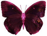Dark Sakura Butterfly
